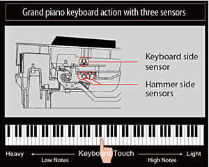 Casio best sale hammer action