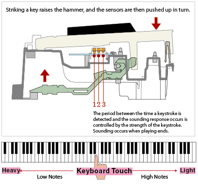 彈奏琴鍵會提高琴錘，而感應器也因而推高。